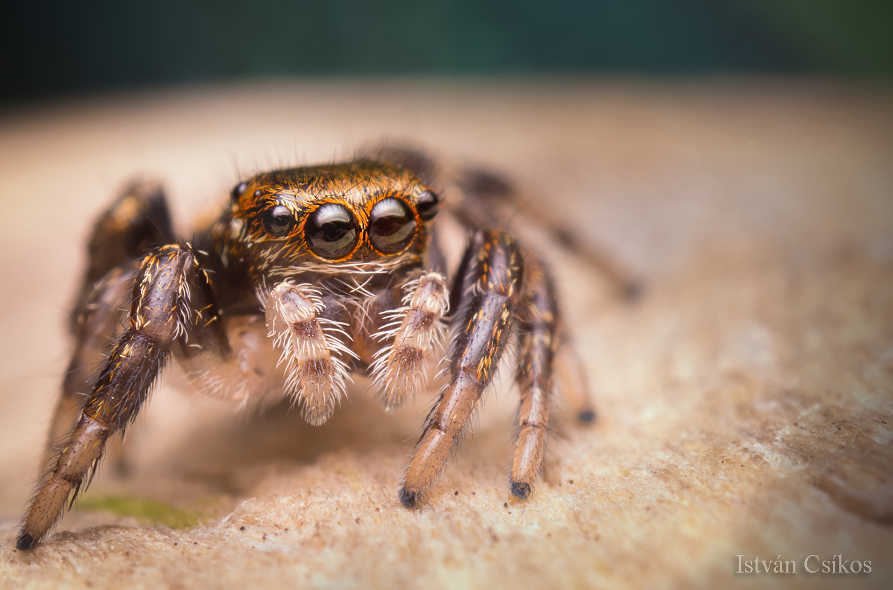 Evarcha falcata female