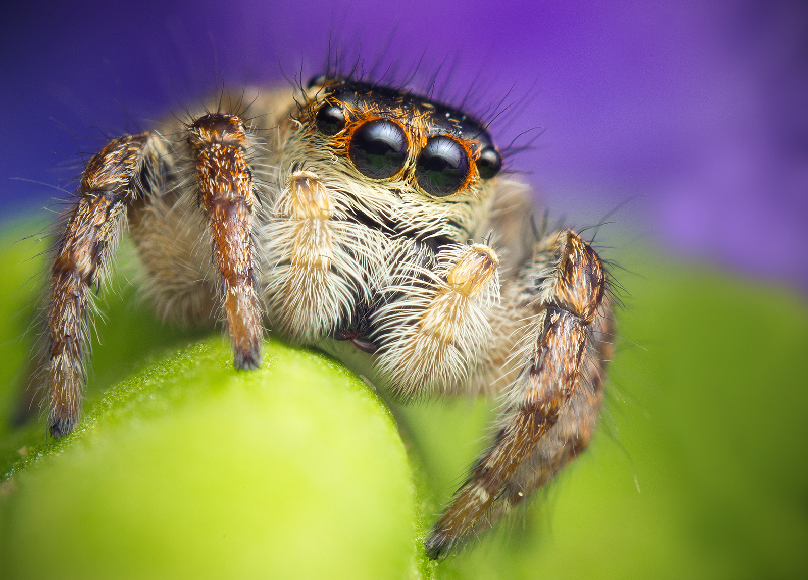 Carrhotus xanthogramma female