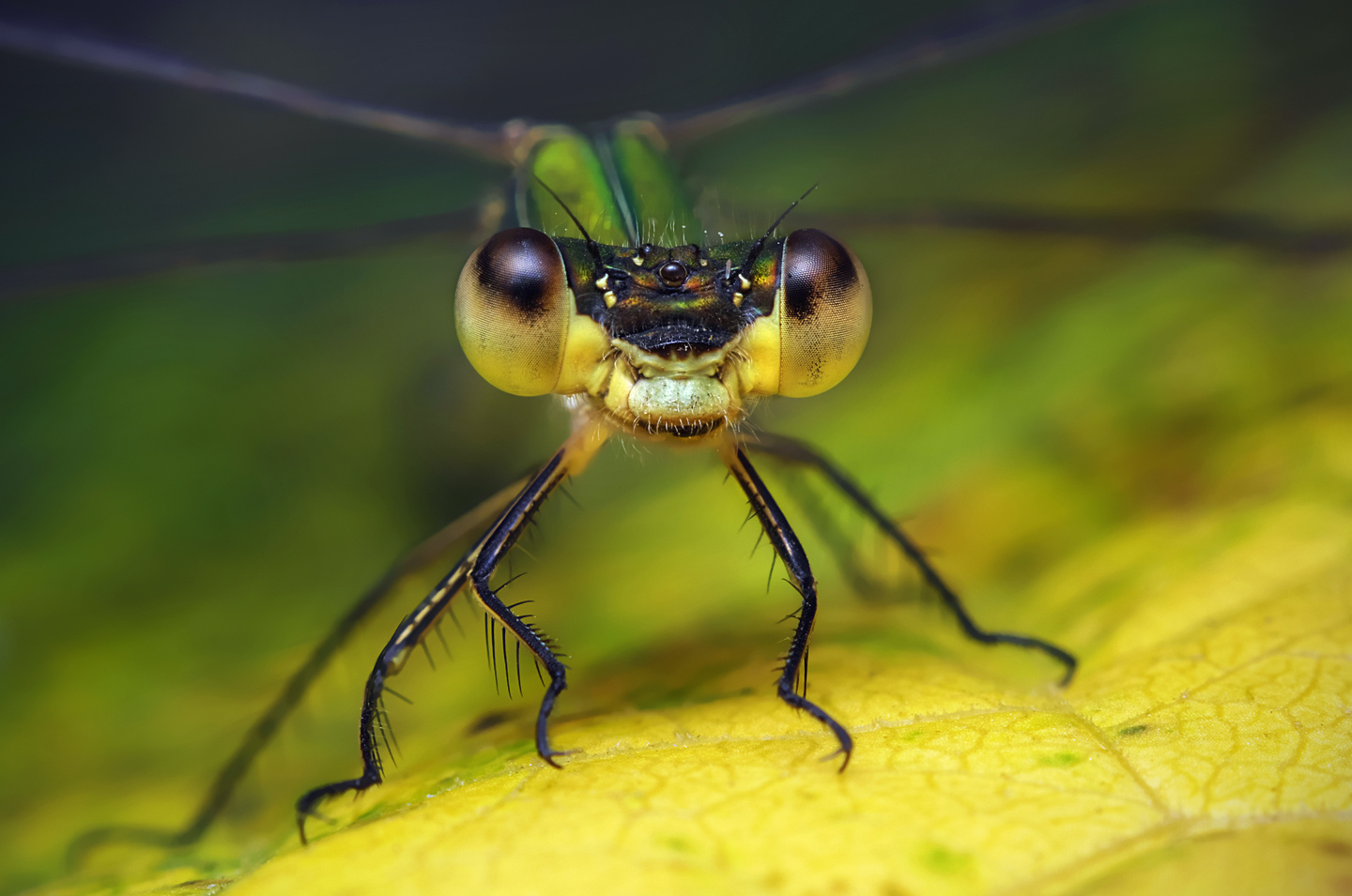 Lestes viridis