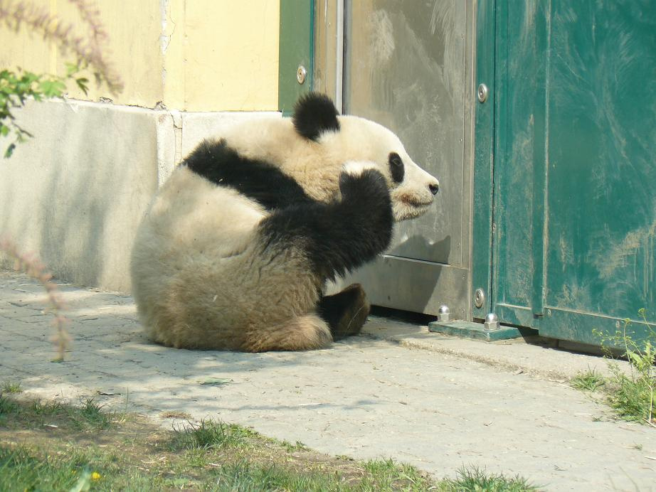 Ismét Panda