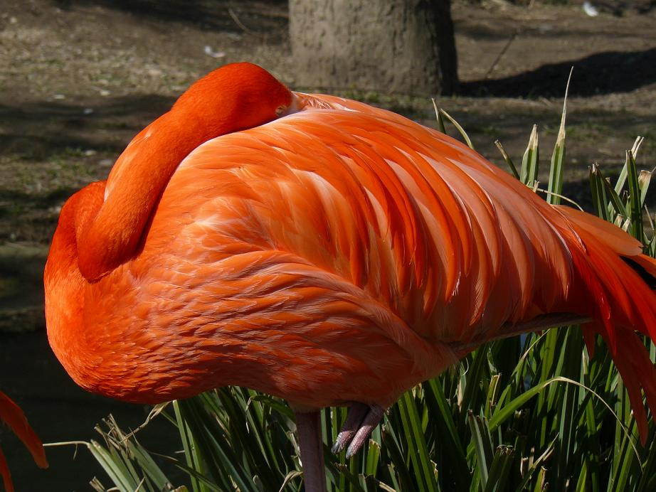 Flamingó 2