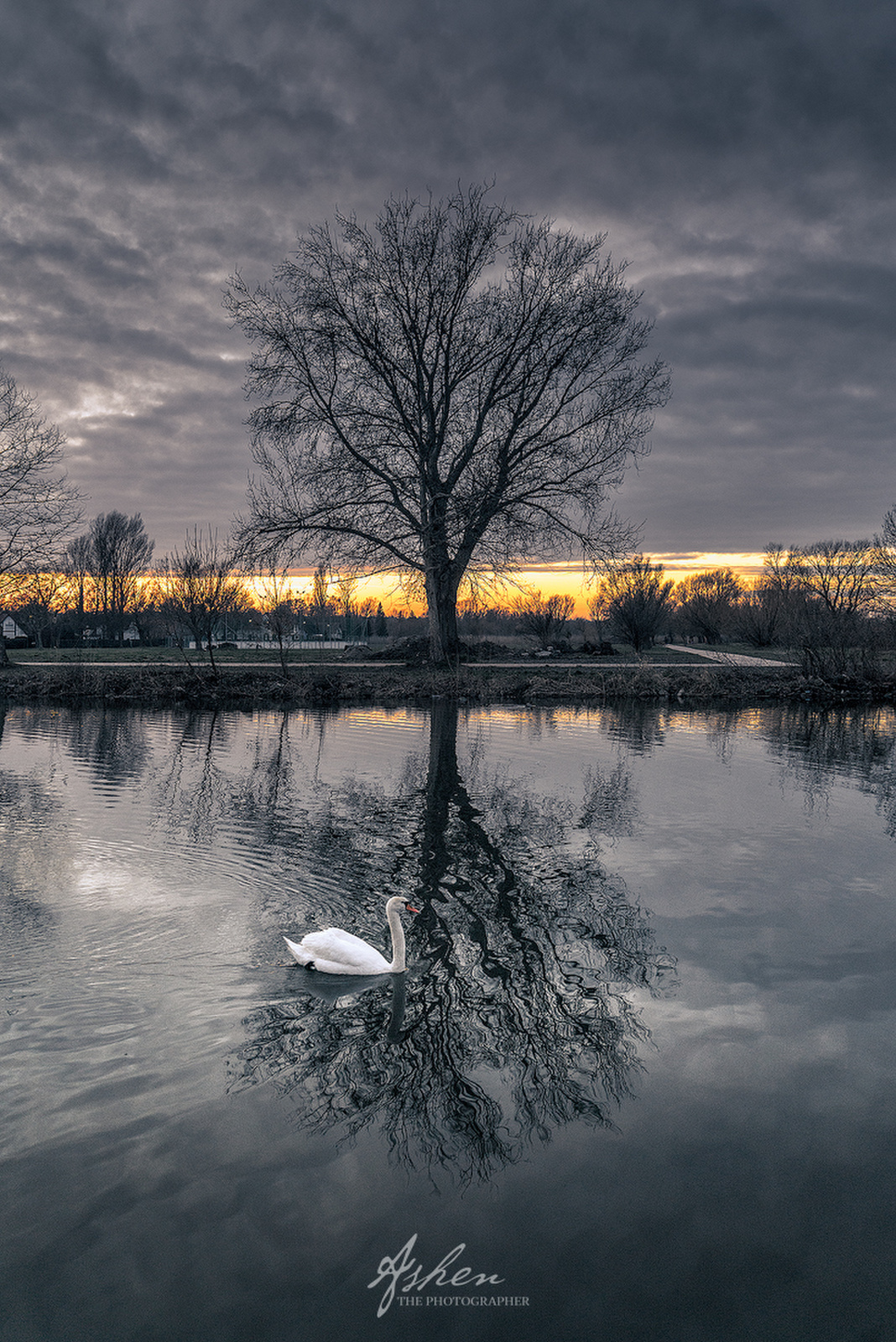the Swan and the Tree