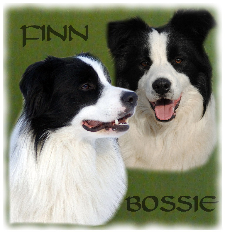 finnbossie