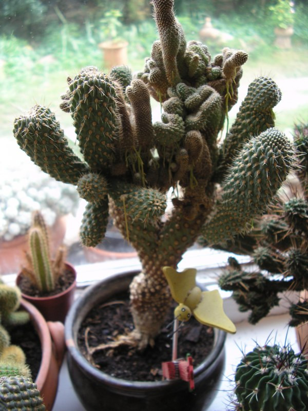 Kaktuszaim2