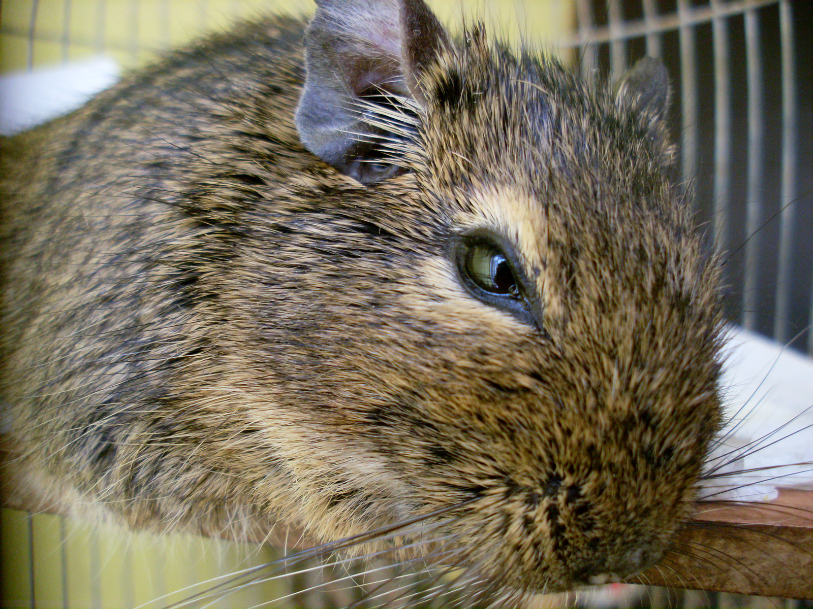 Degu