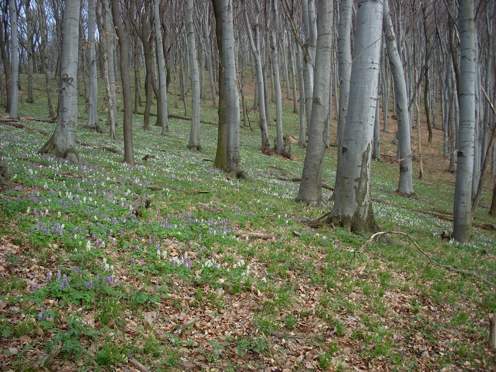 Szőnyeg