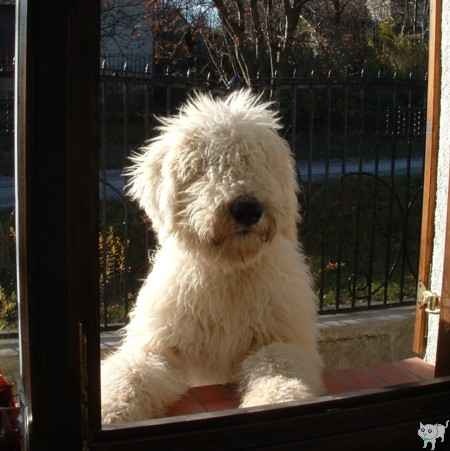 komondor