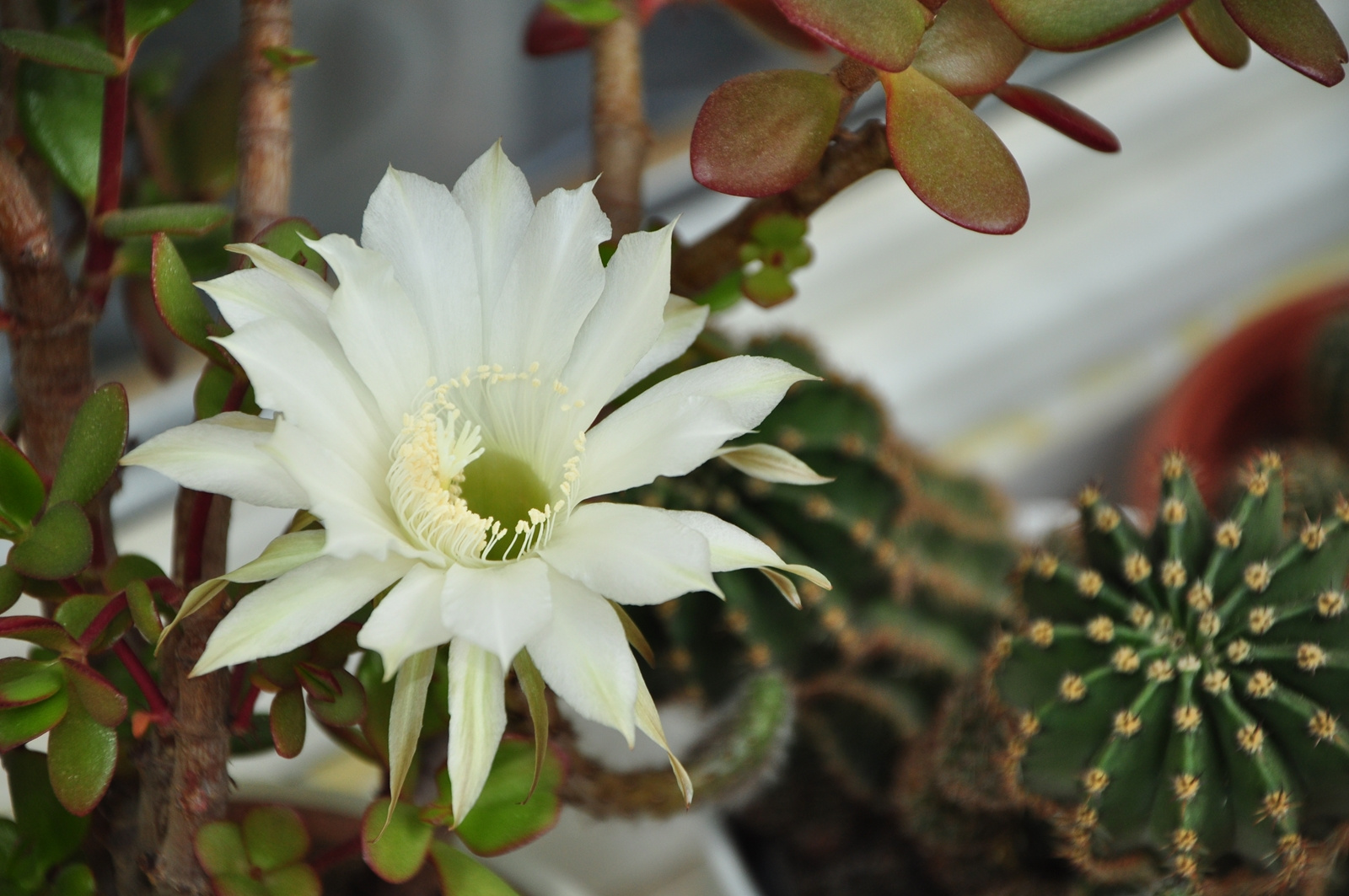 Parasztkaktusz / Echinopsis eyriesii