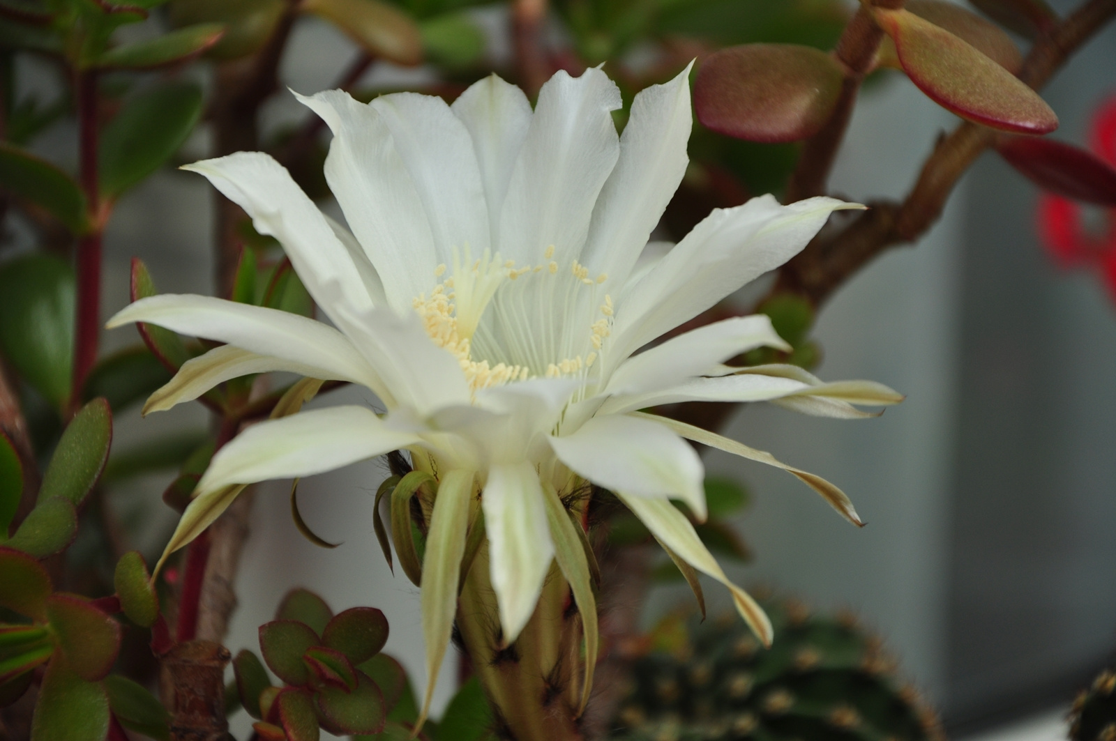 Parasztkaktusz / Echinopsis eyriesii