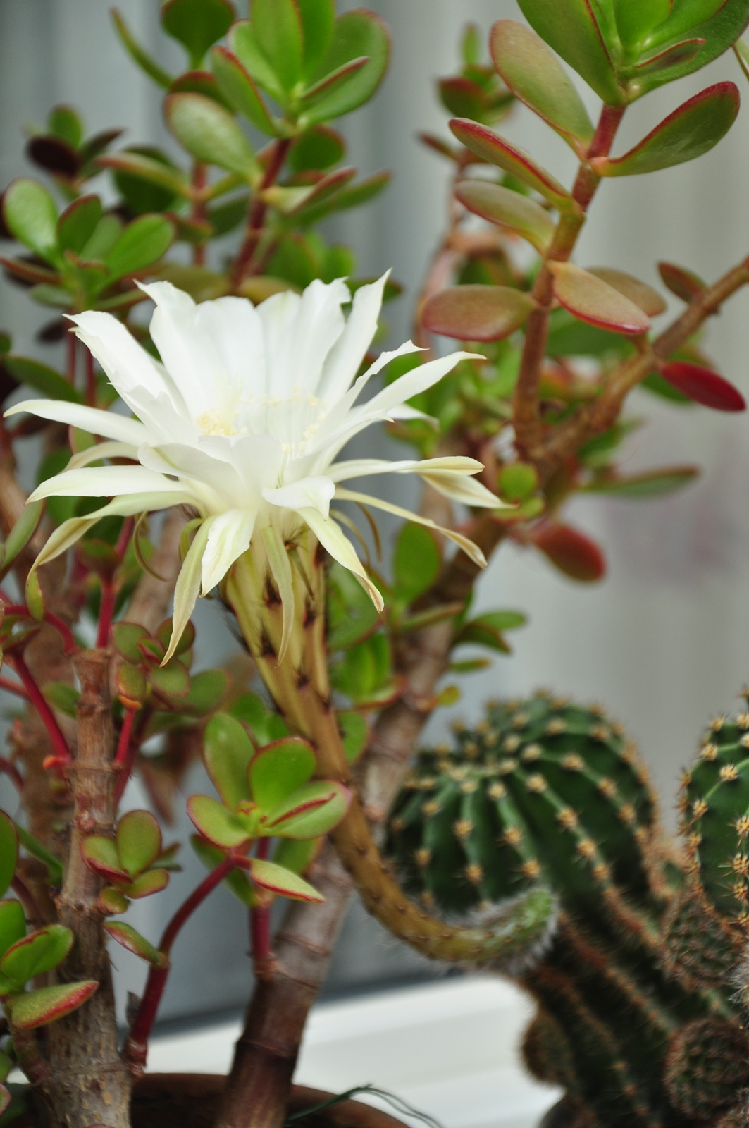 Parasztkaktusz / Echinopsis eyriesii