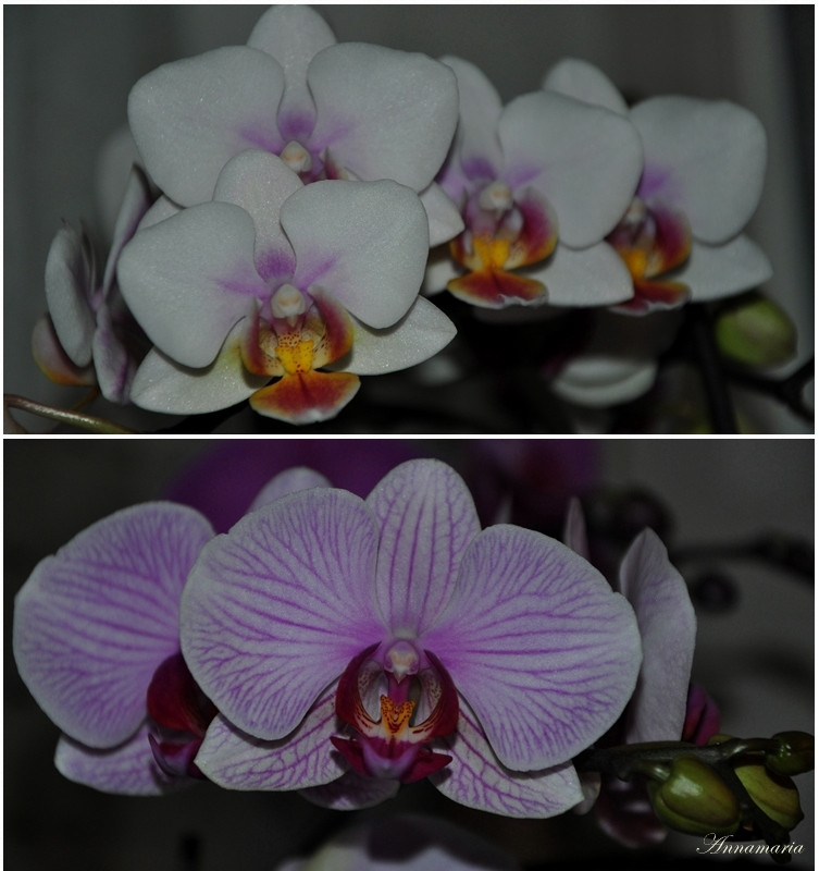 orchidea