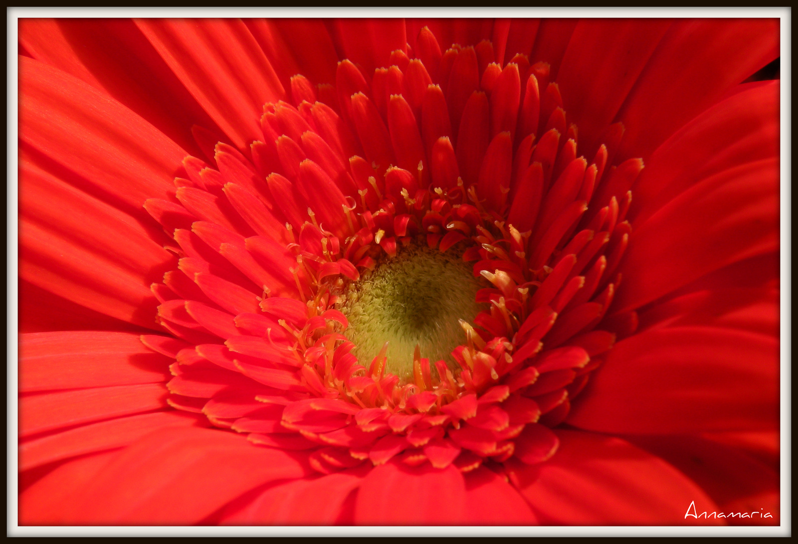 Gerbera