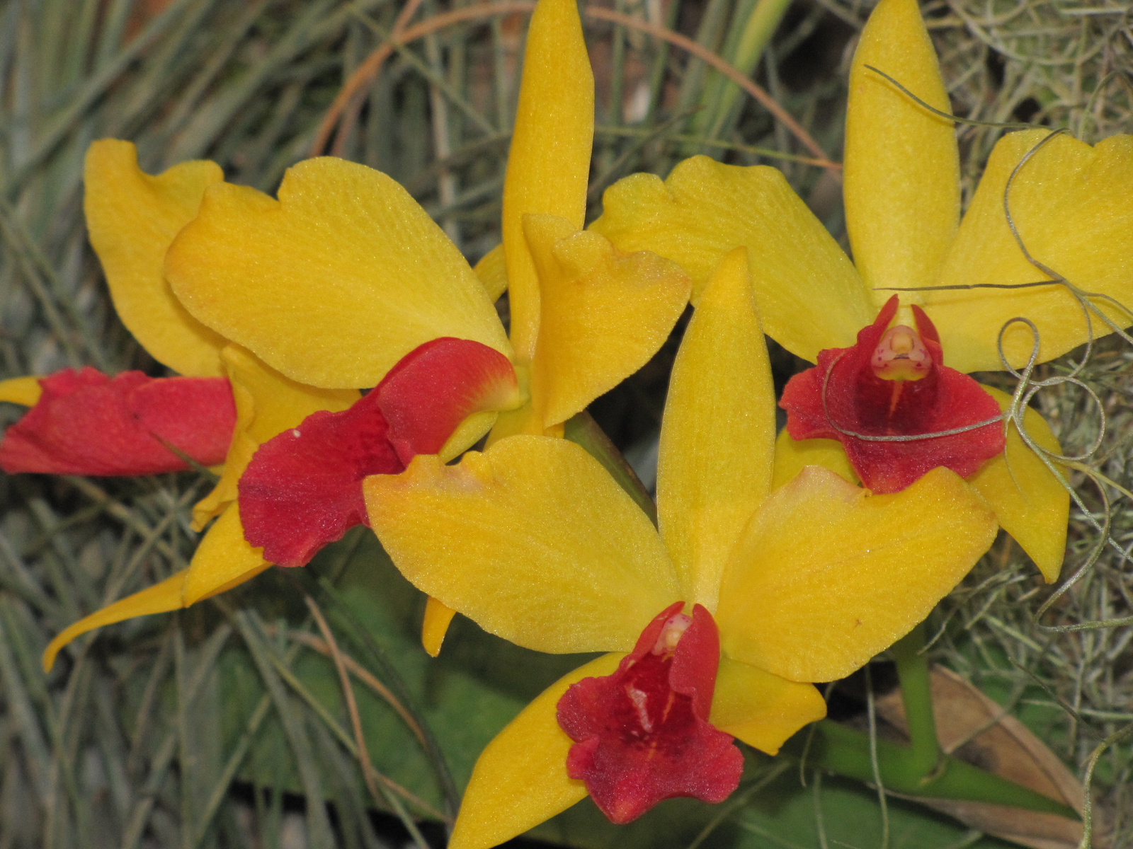 Budapest, orchidea kiállítás a SYMA csarnokban, 2010. 04. 14. Sz