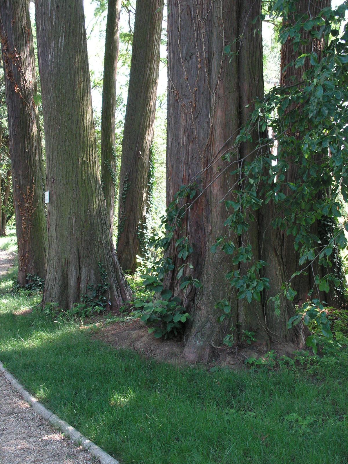 Szombathely, Kámoni arborétum, SzG3