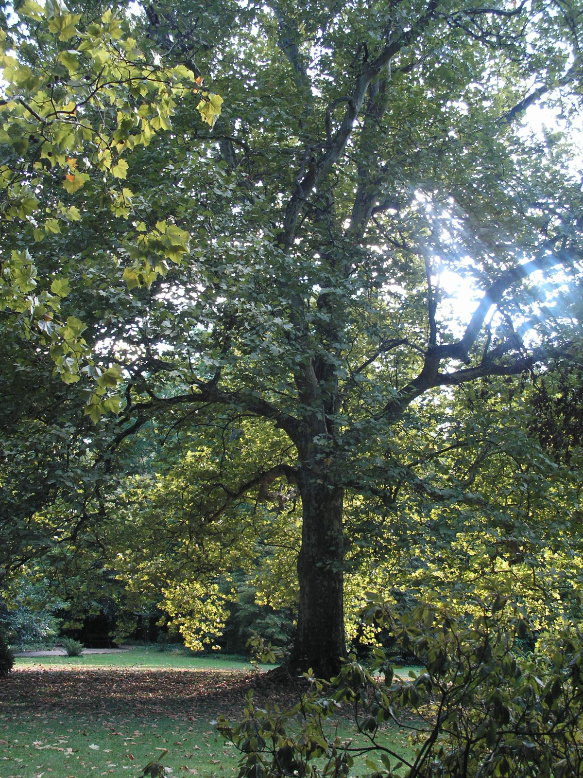 Magyarország, Sárvár, az arborétum, SzG3