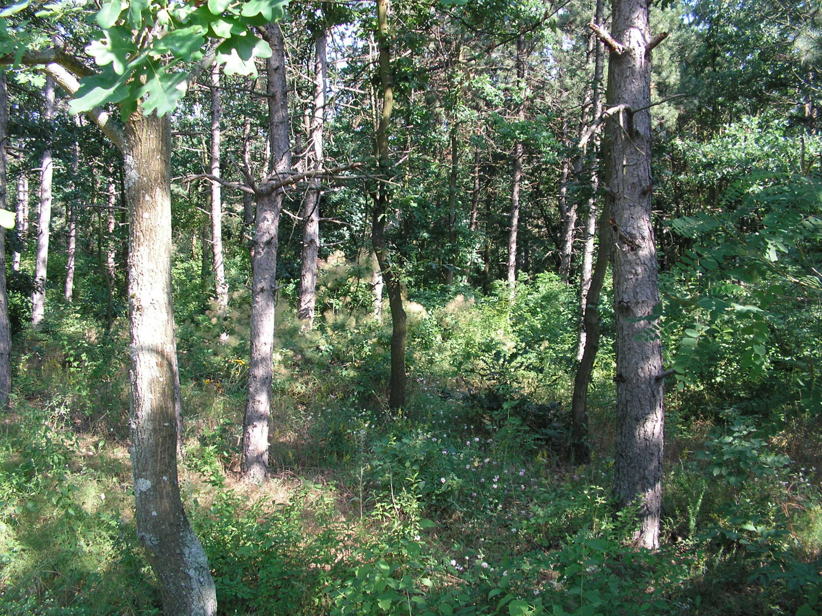 Pákozd-Sukorói Arborétum és Erdészeti Erdei Iskola, SzG3