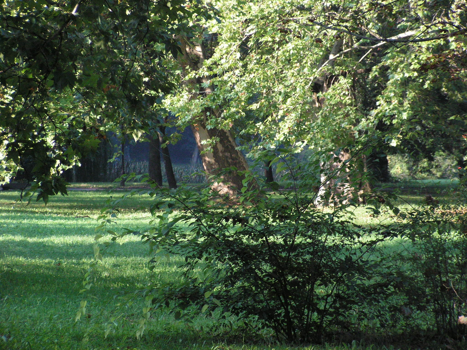 Fót, Károlyi kastély parkja, SzG3