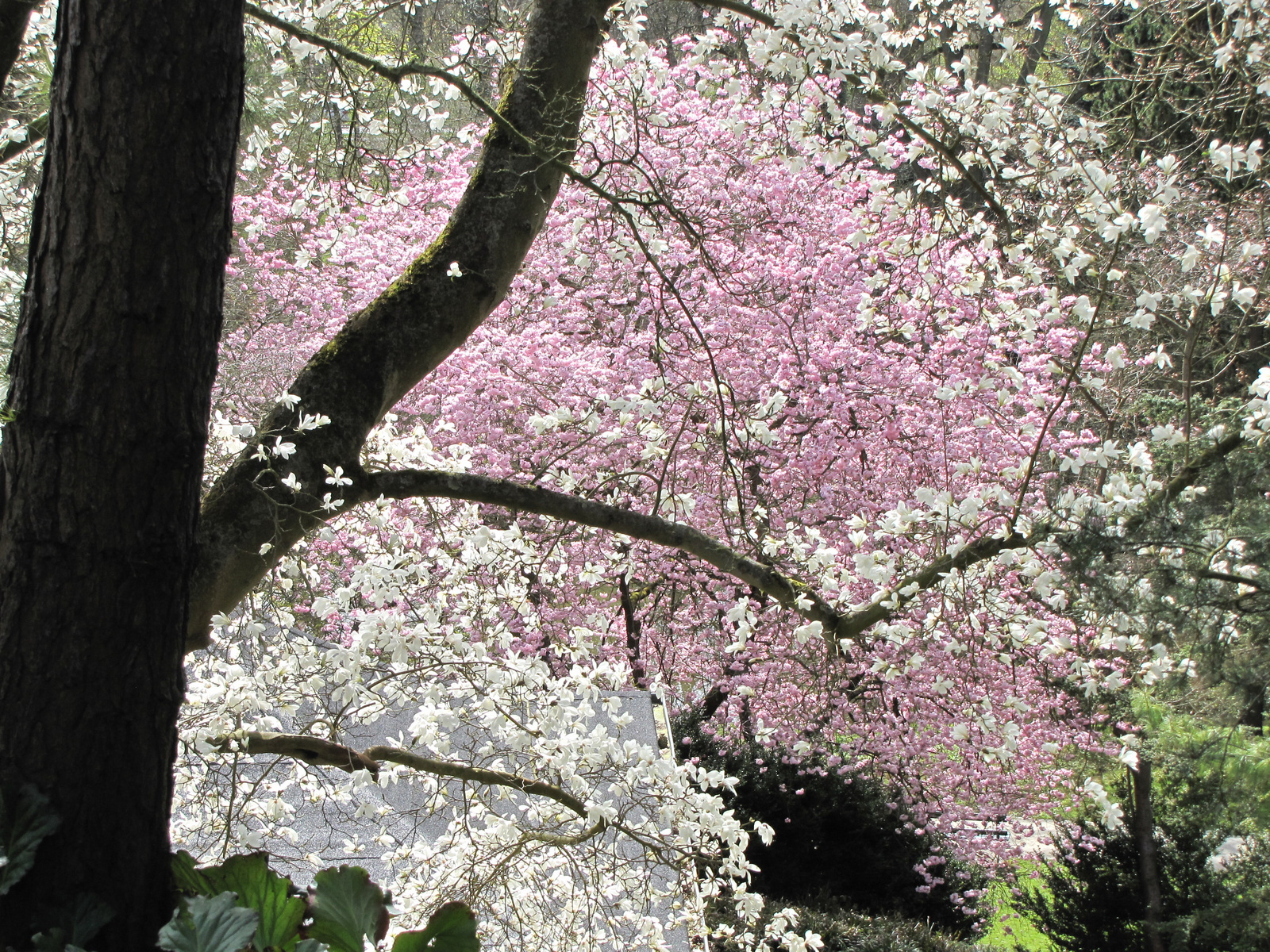 Kassel, Blumeninsel Siebenbergen, SzG3