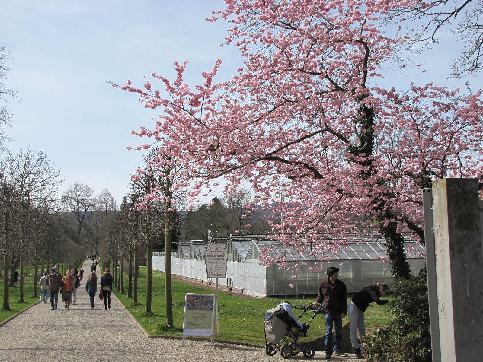 Kassel, a Botanikus kert, SzG3