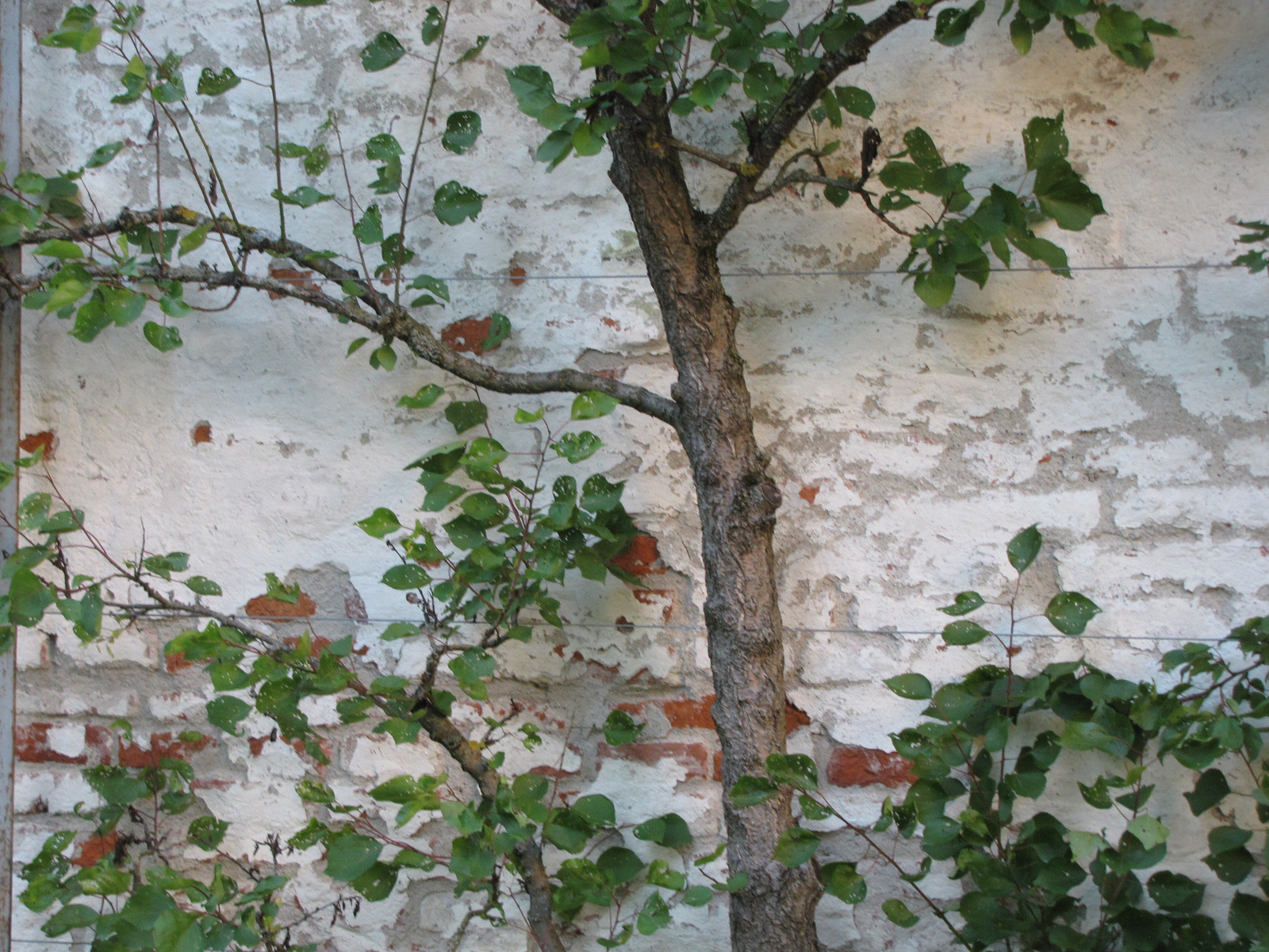 Németország, Dachau, Schlossgarten, SzG3