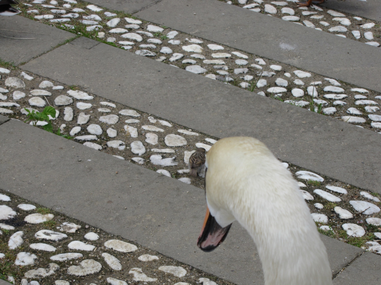 Berlin, Charlottenburg Palace, a park, SzG3