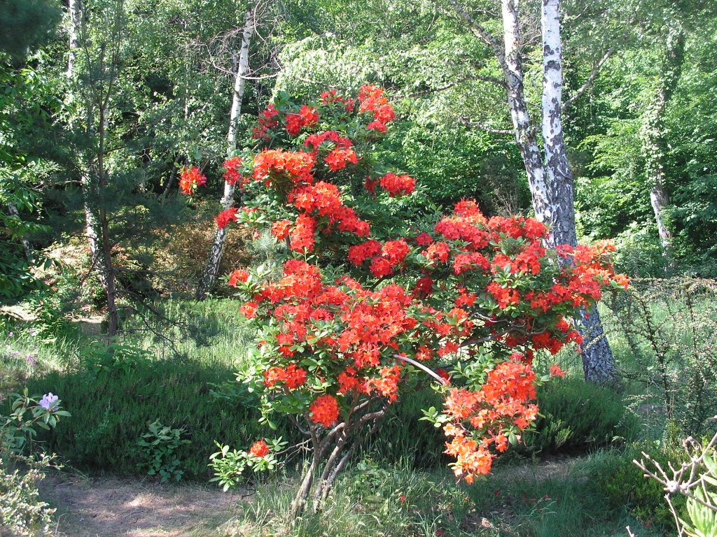 Kám, Jeli Arborétum, SzG3