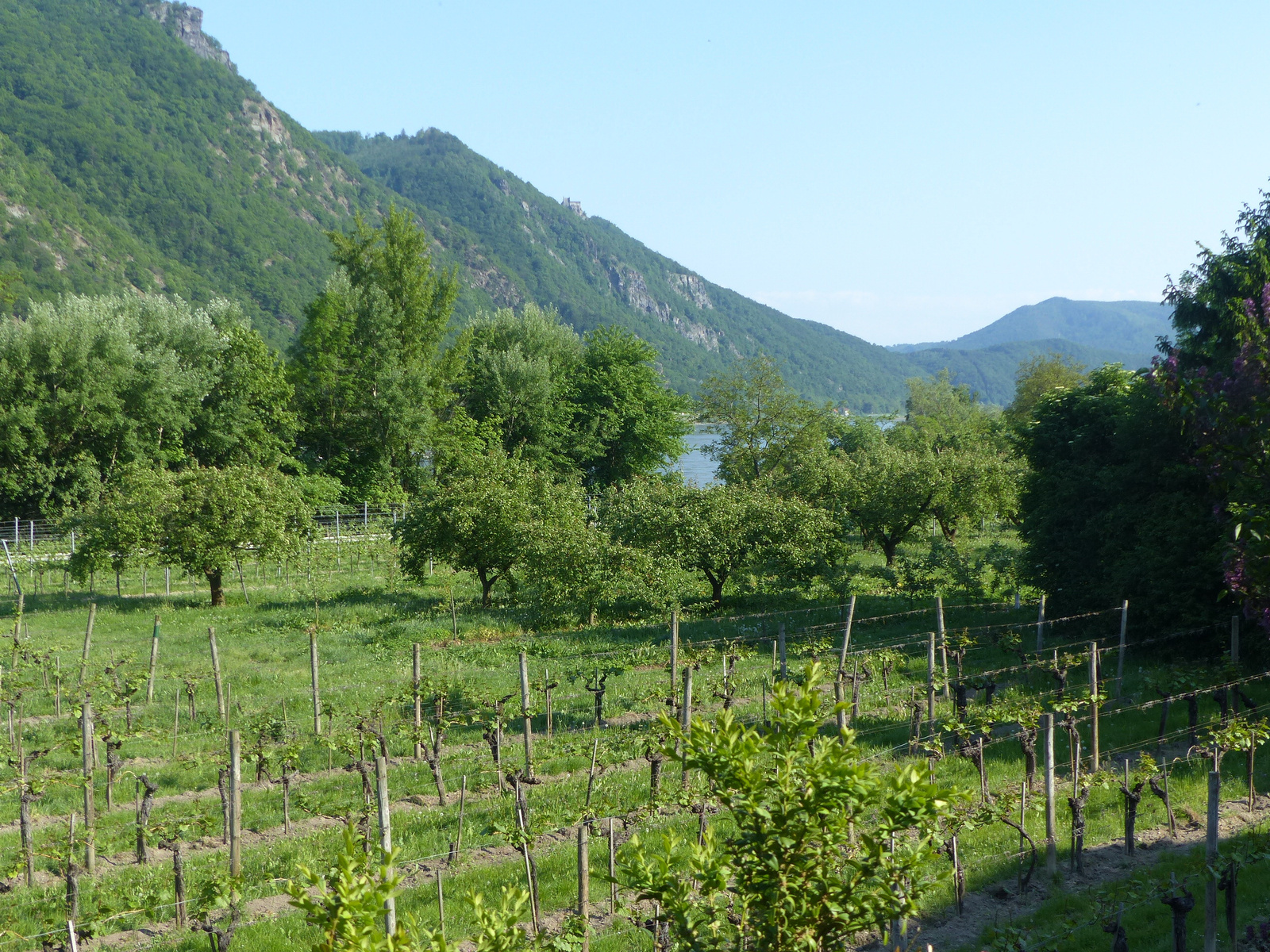 Wachau, Schwallenbach, SzG3