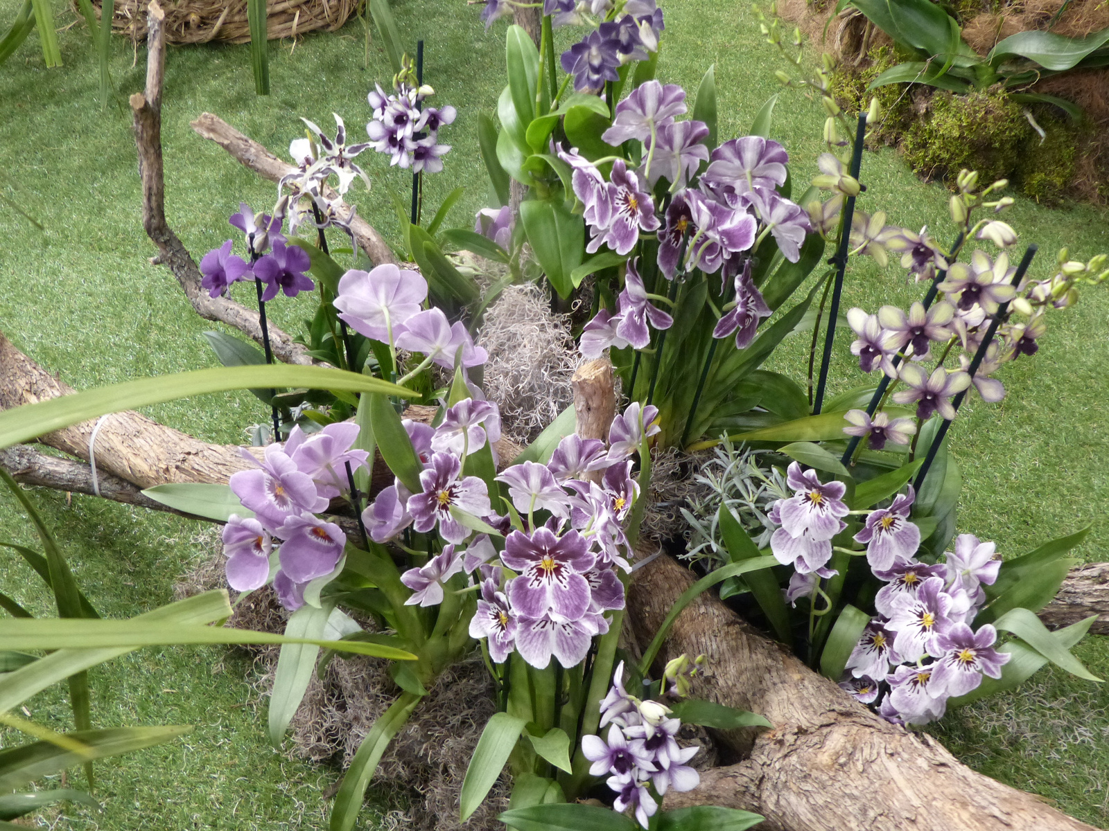 Budapest, Gardenexpo és Orchidea Ünnep 2018, SzG3