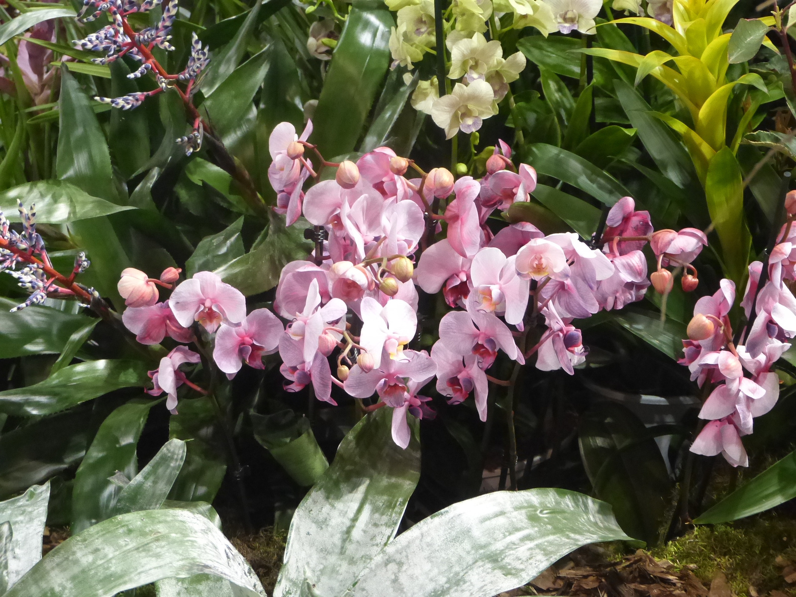 Budapest, Gardenexpo és Orchidea Ünnep 2018, SzG3