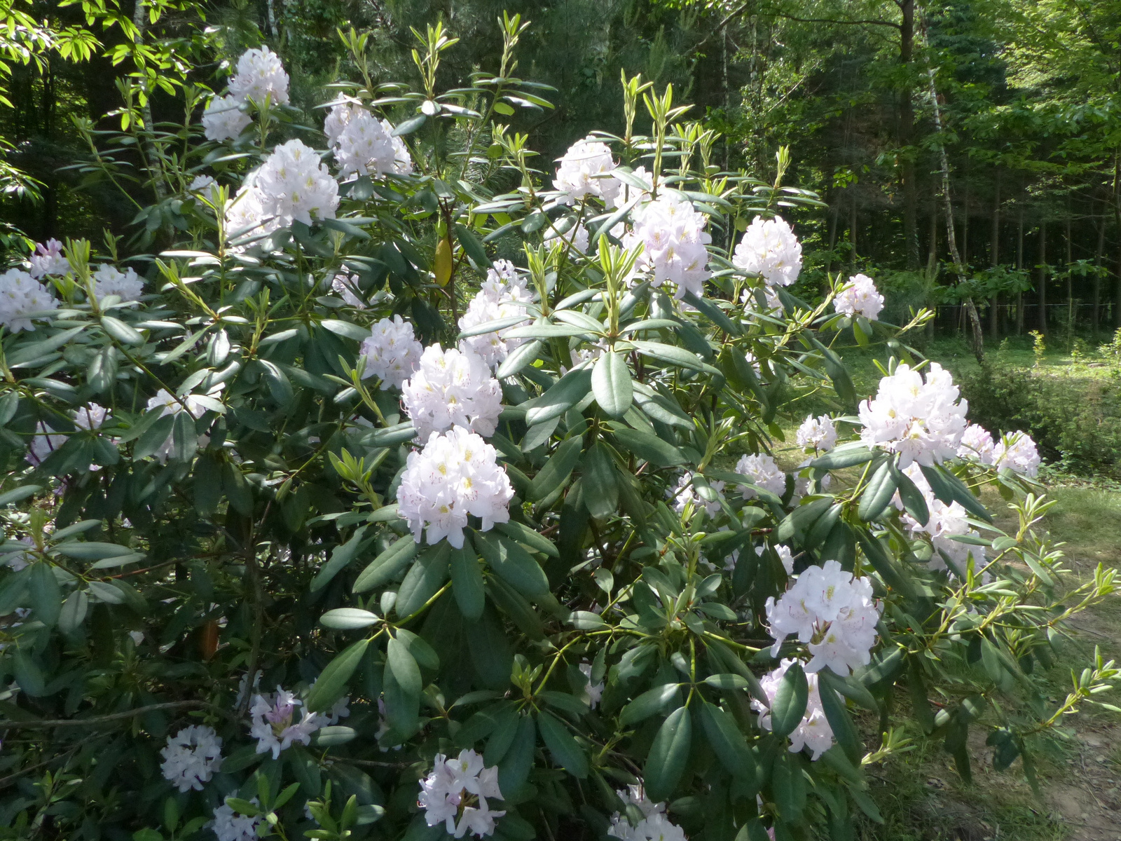 Magyarország, Kám, a Jeli Arborétum (Varázskert), SzG3