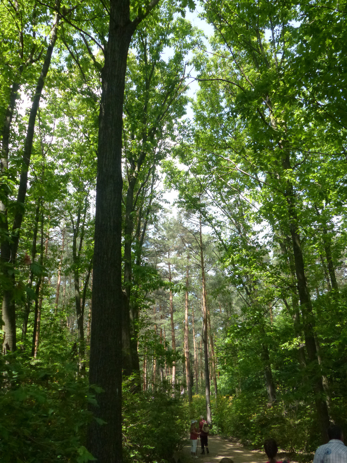 Magyarország, Kám, a Jeli Arborétum (Varázskert), SzG3