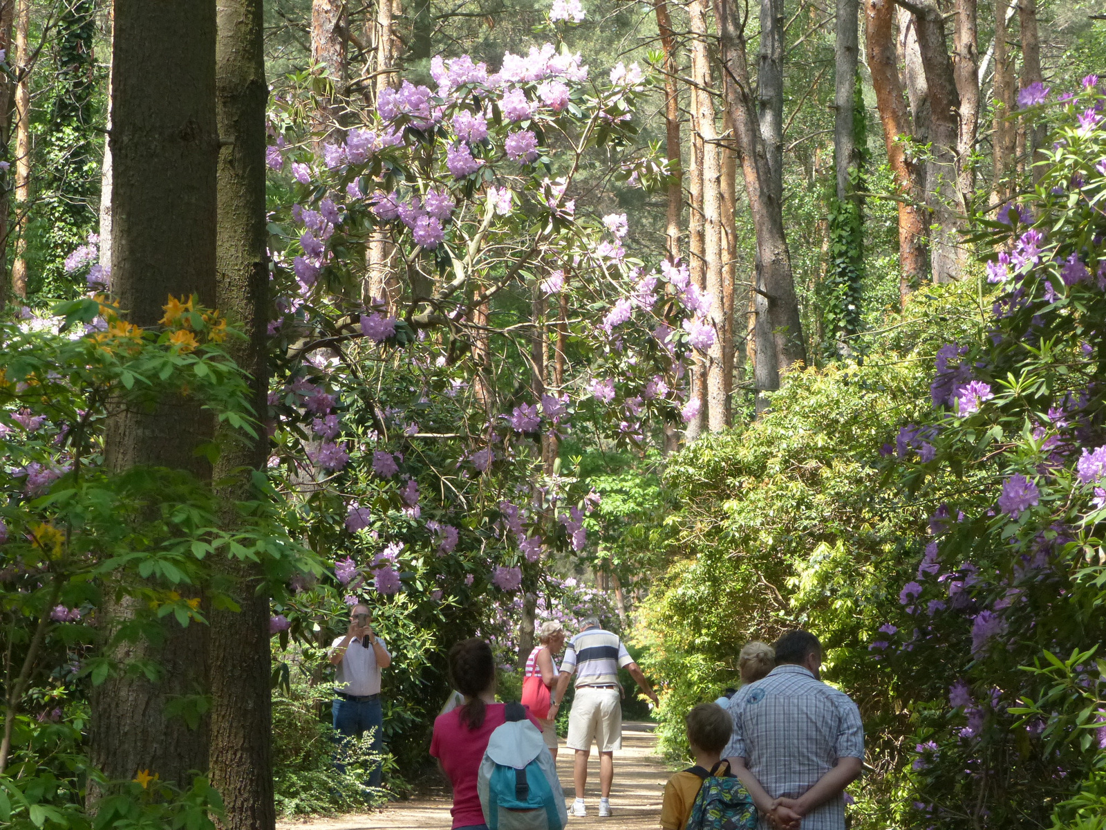 Magyarország, Kám, a Jeli Arborétum (Varázskert), SzG3