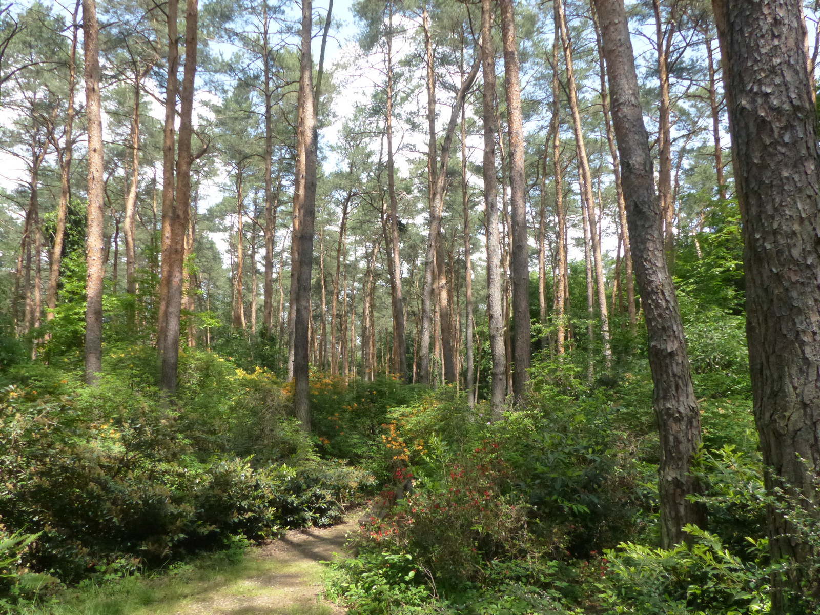 Magyarország, Kám, a Jeli Arborétum (Varázskert), SzG3