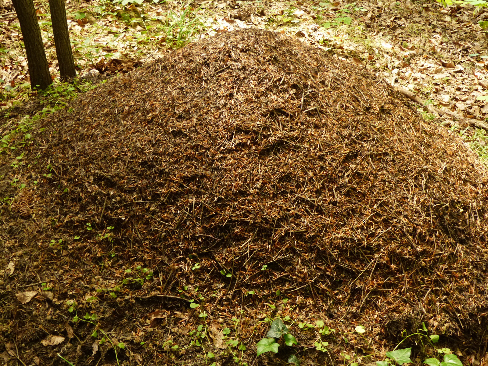 Magyarország, Kám, a Jeli Arborétum (Varázskert), SzG3