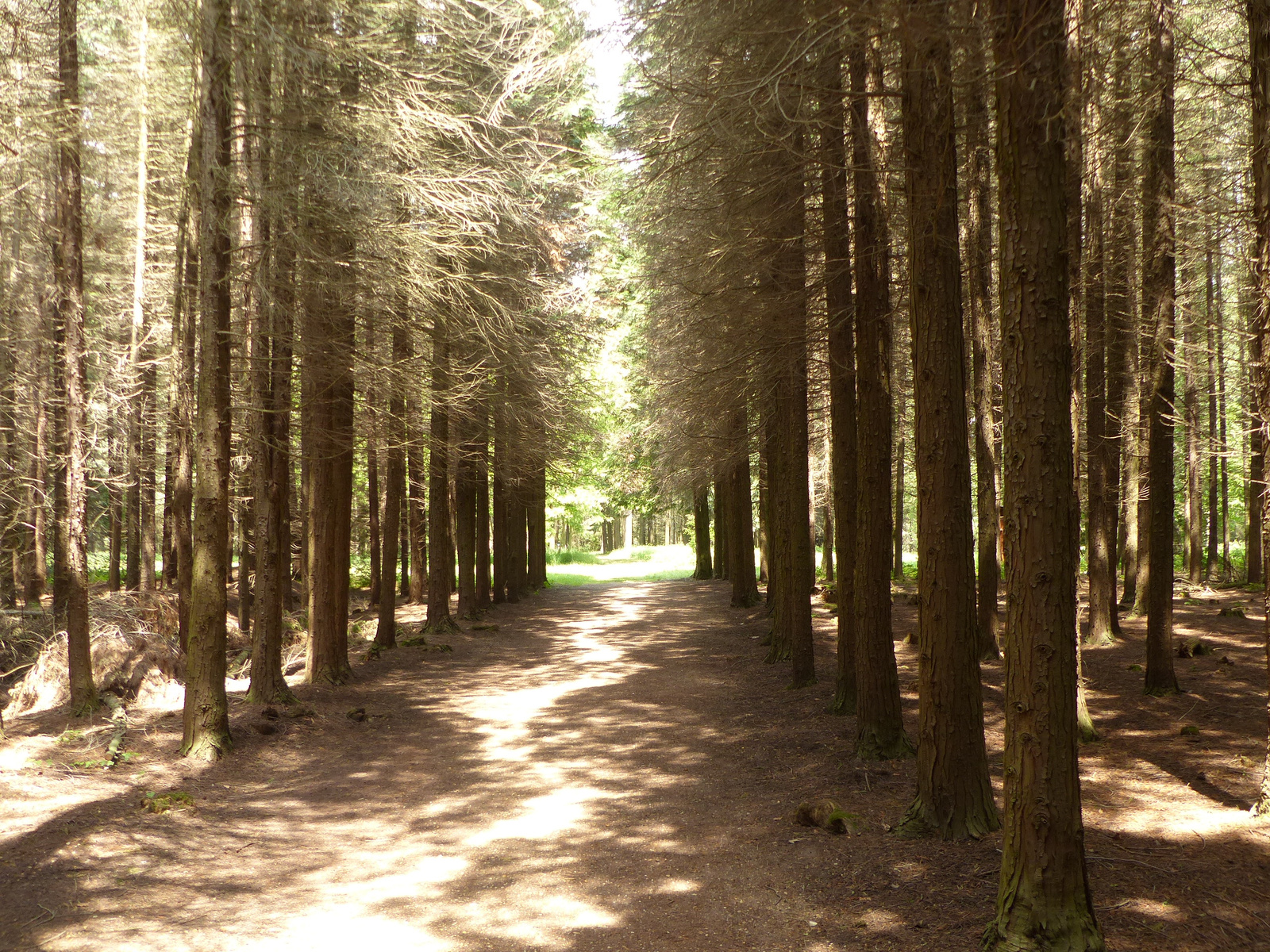 Magyarország, Kám, a Jeli Arborétum (Varázskert), SzG3