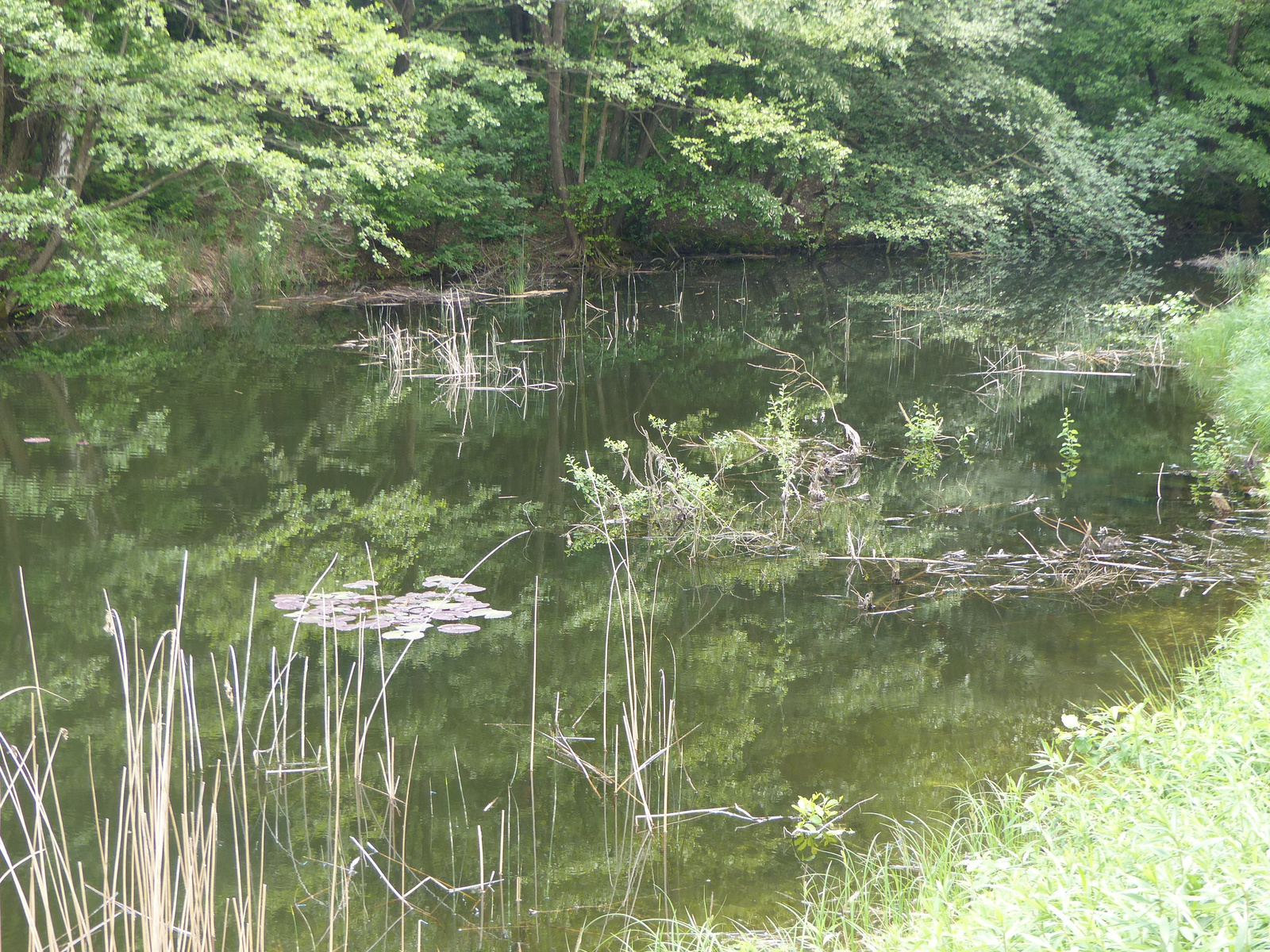 Magyarország, Kám, a Jeli Arborétum (Varázskert), SzG3