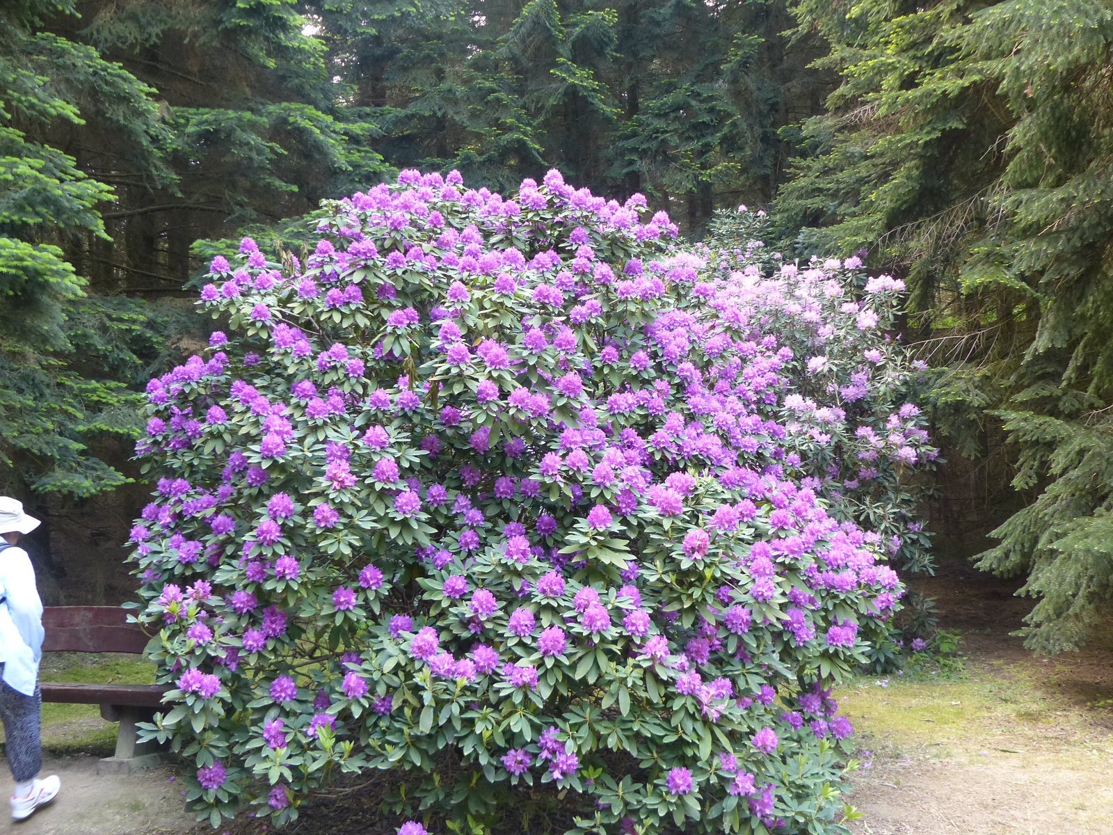 Magyarország, Kám, a Jeli Arborétum (Varázskert), SzG3