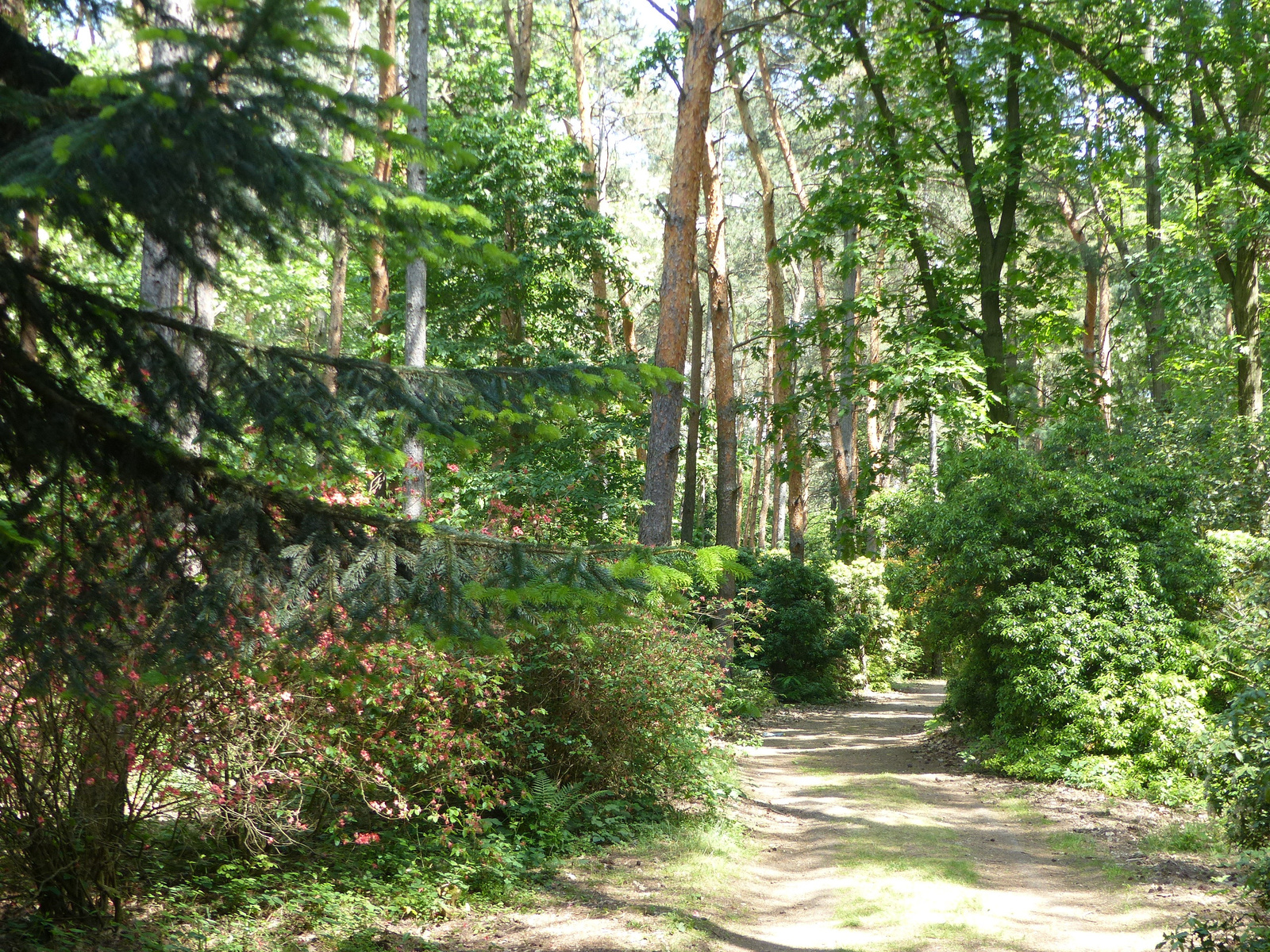 Magyarország, Kám, a Jeli Arborétum (Varázskert), SzG3