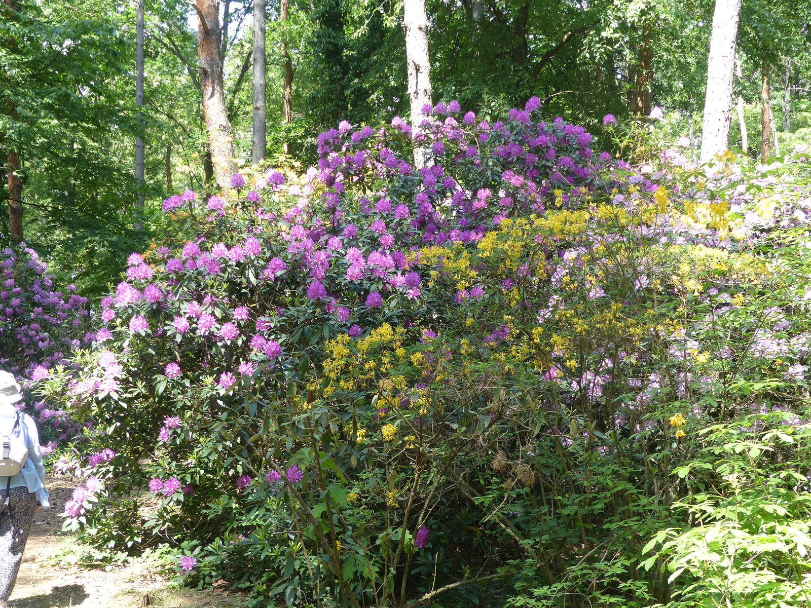 Magyarország, Kám, a Jeli Arborétum (Varázskert), SzG3