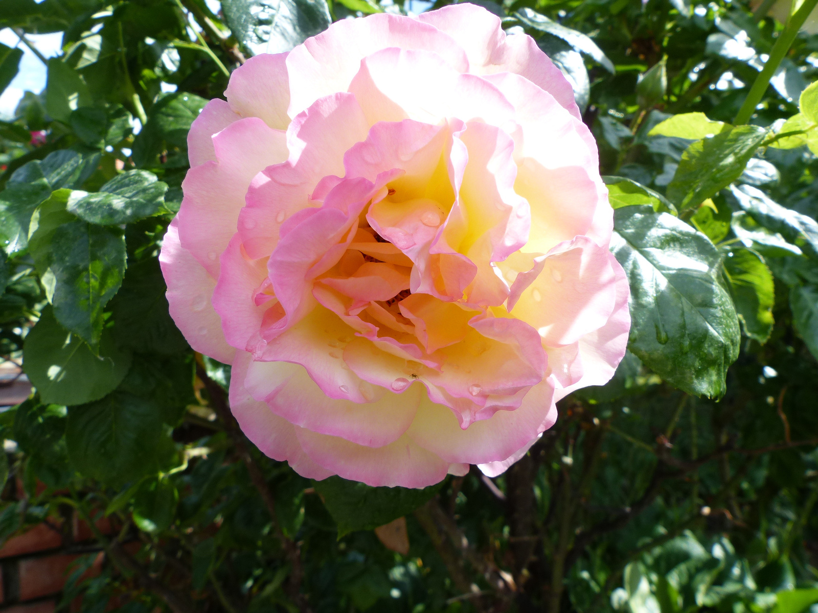 Rózsák az otthoni kertünkben, SzG3