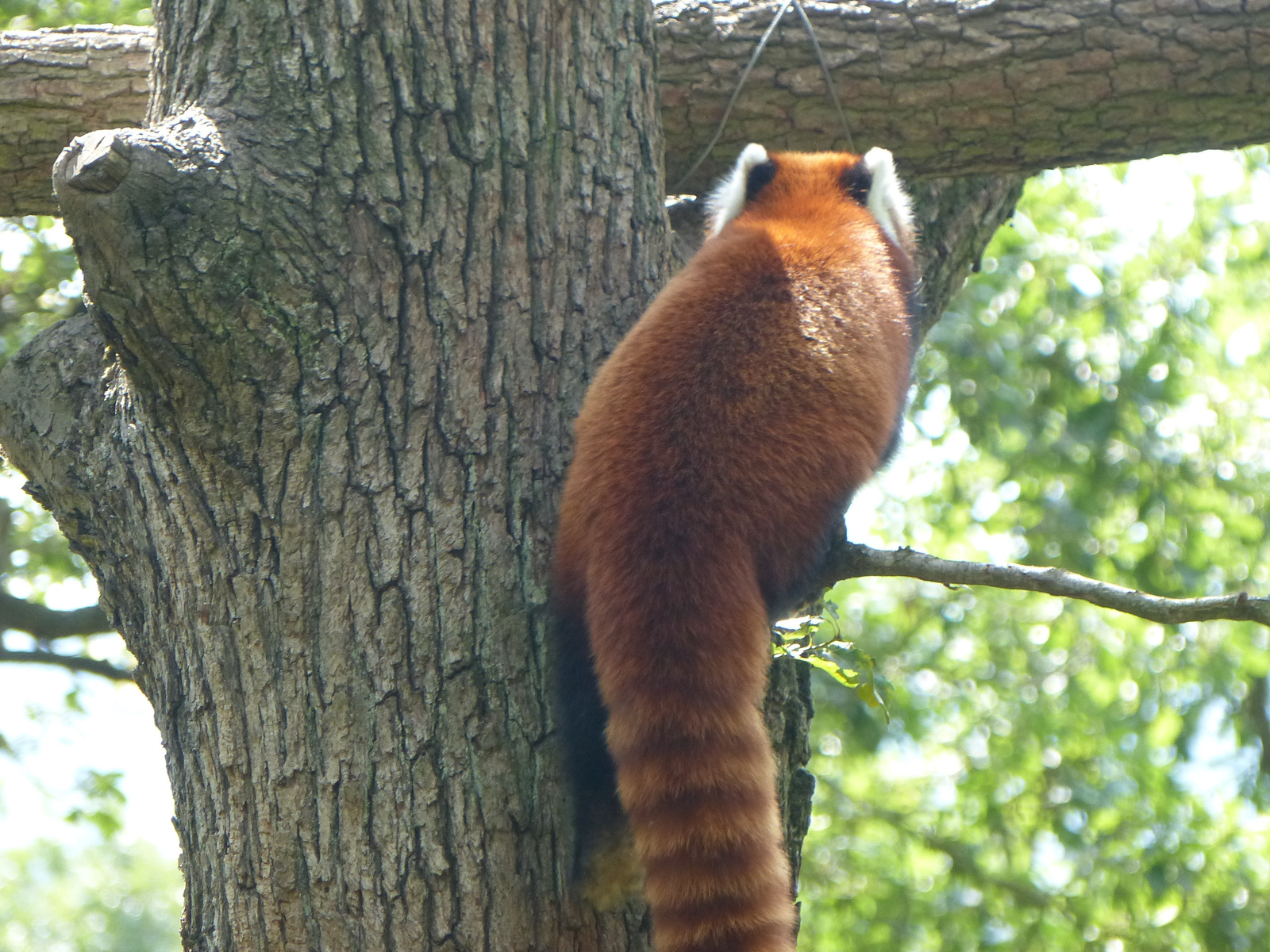 Brno, Zoo (Brünn, az Állatkert), SzG3