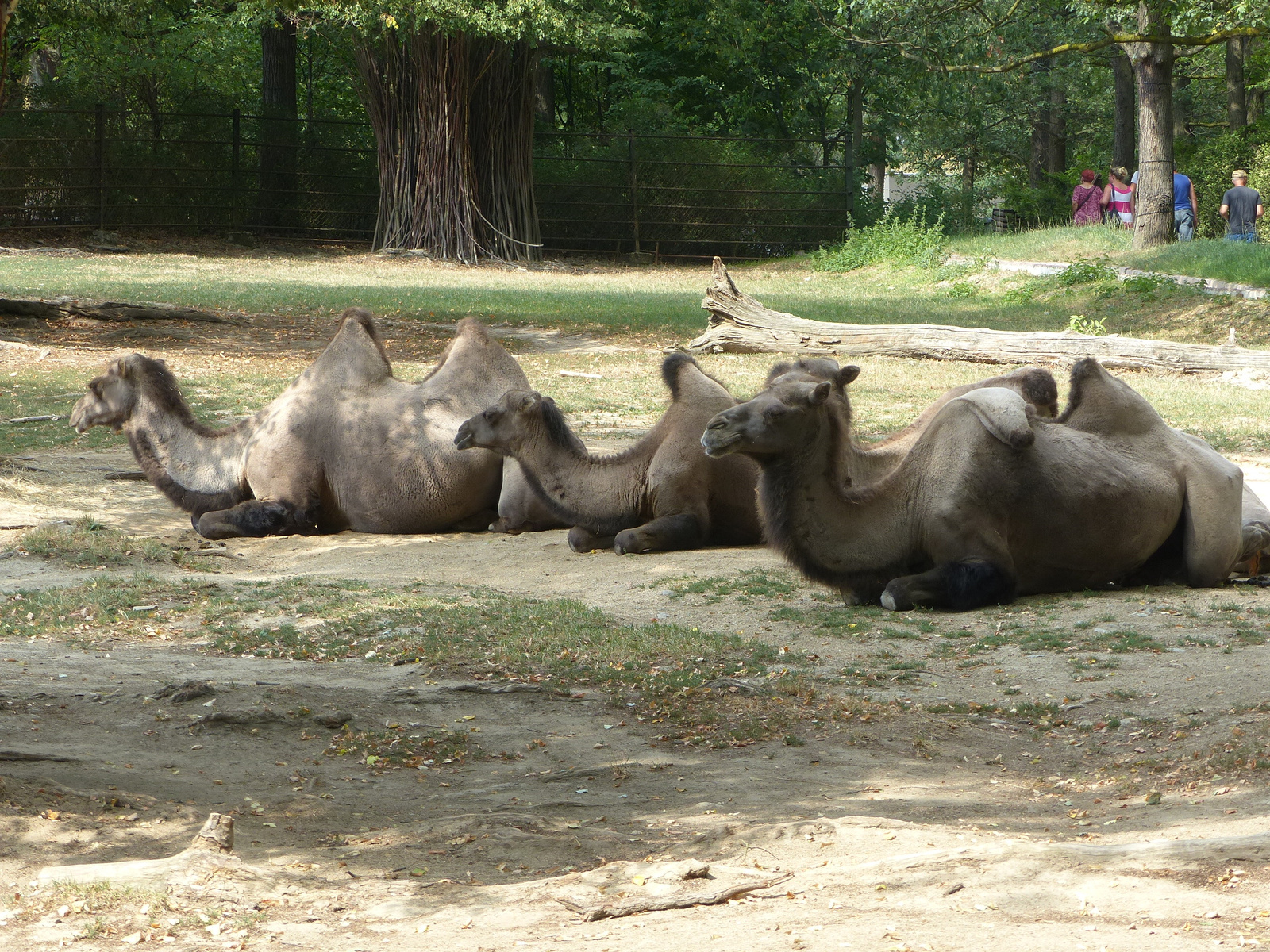 Brno, Zoo (Brünn, az Állatkert), SzG3