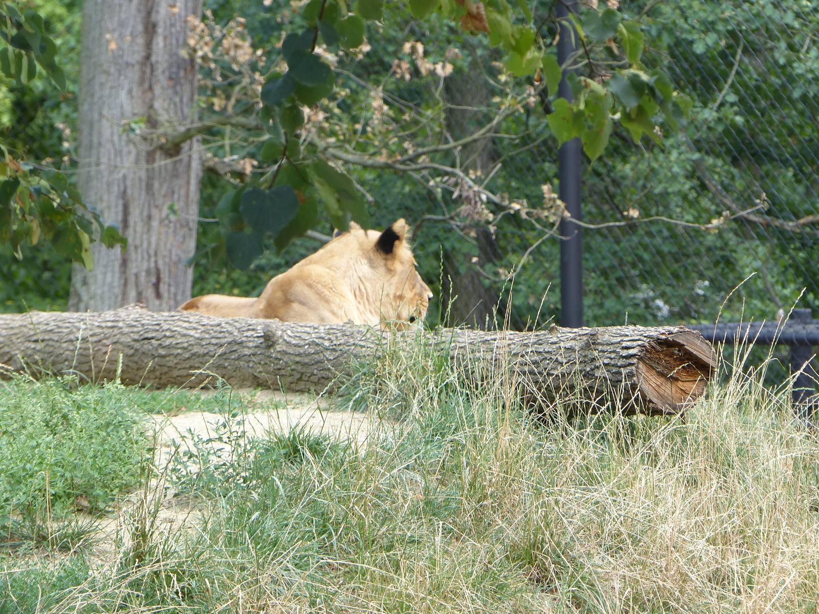 Brno, Zoo (Brünn, az Állatkert), SzG3