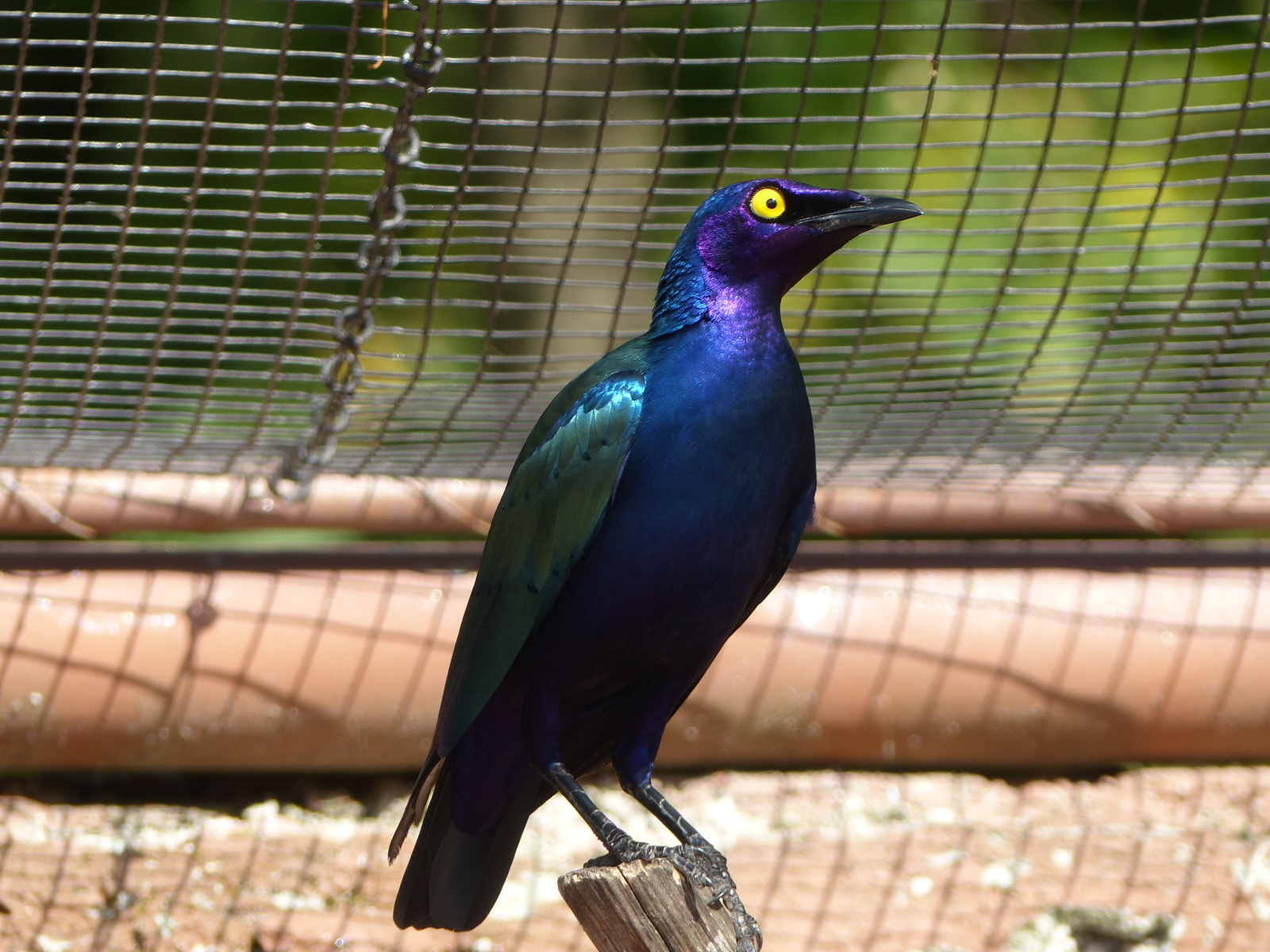 Brno, Zoo (Brünn, az Állatkert), SzG3