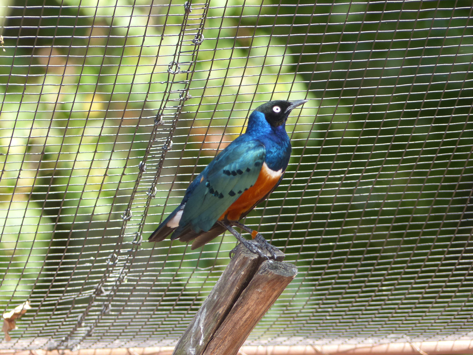 Brno, Zoo (Brünn, az Állatkert), SzG3