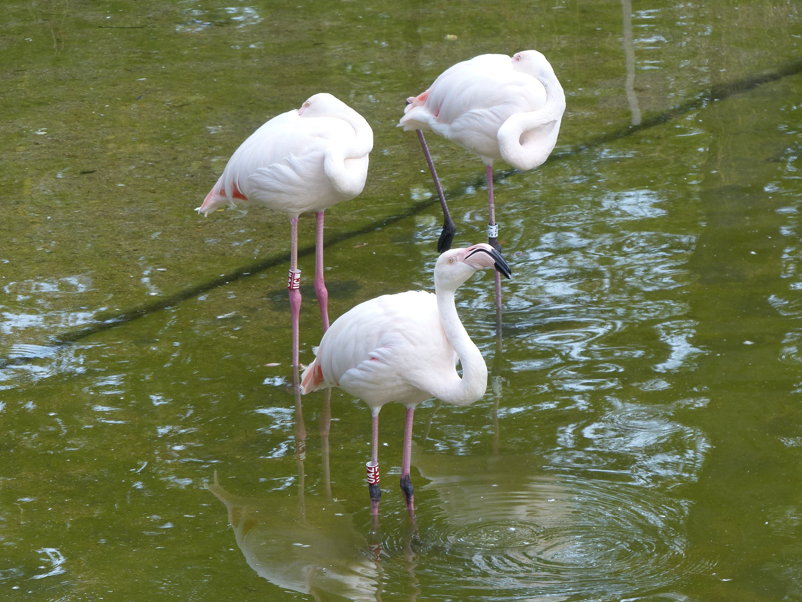 Brno, Zoo (Brünn, az Állatkert), SzG3