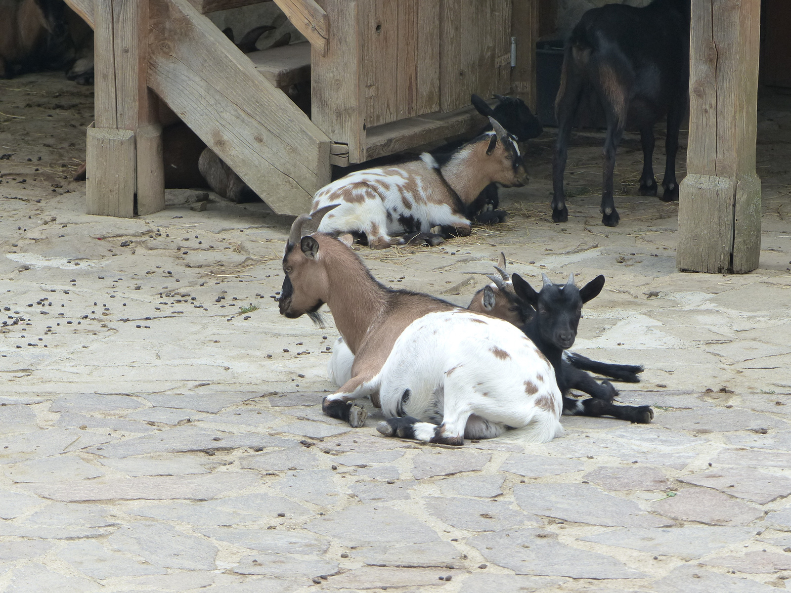 Brno, Zoo (Brünn, az Állatkert), SzG3