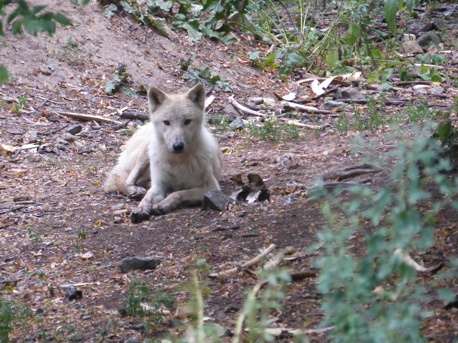 Brno, Zoo (Brünn, az Állatkert), SzG3