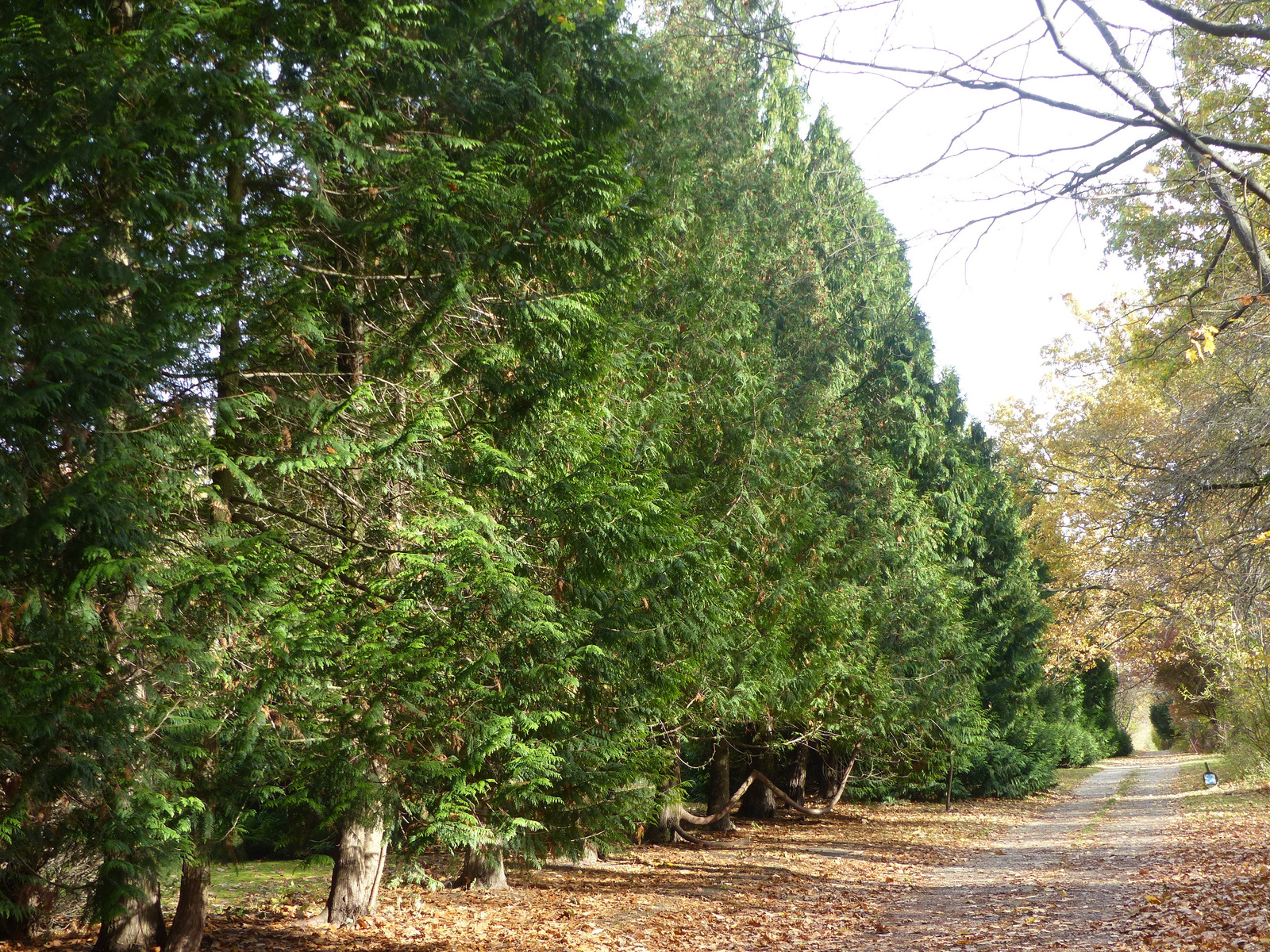 Gödöllő, az Arborétum, SzG3