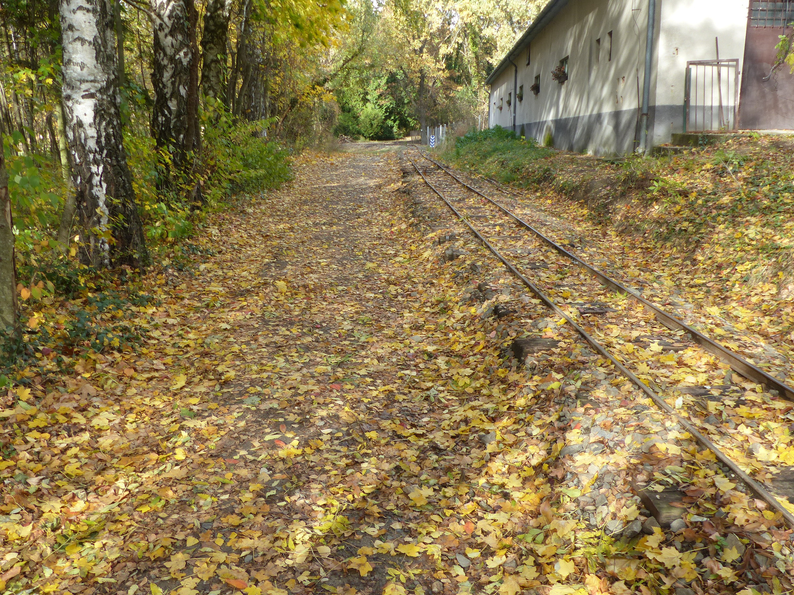 Gödöllő, az Arborétum, SzG3